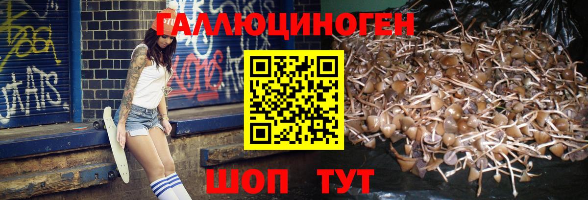 Псилоцибиновые грибы мицелий Строитель